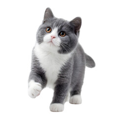 Obraz premium Cute Gray and White Kitten Walking with Transparent Background