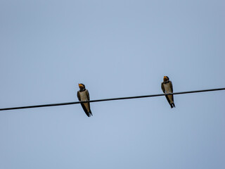 電線に止まる二羽のツバメ