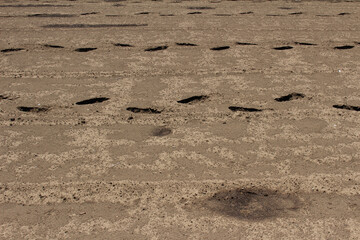 Texture of empty agriculture field with holes background, empty field prepared for sowing in spring.