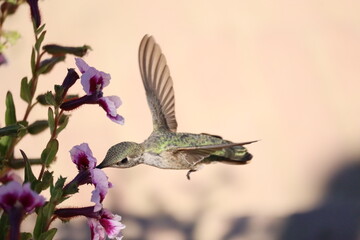 Fototapeta premium Anna's hummingbird
