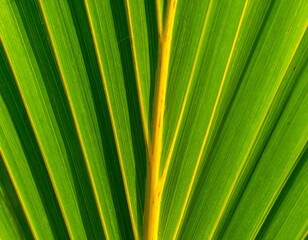 Palm leaf veins close-up