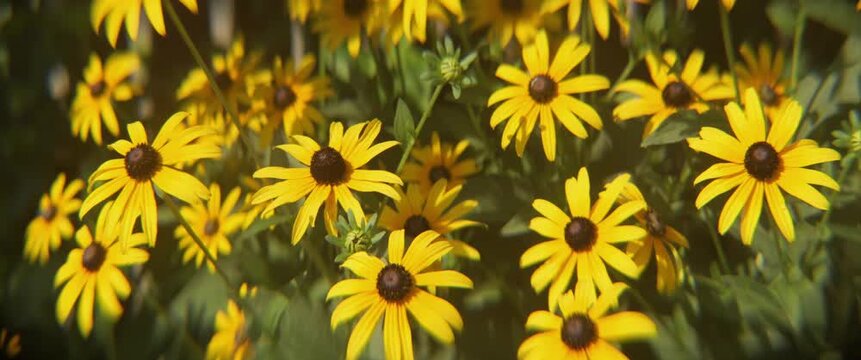 Beautiful flower petals of Rudbeckia hirta 4K anamorphic video