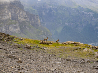 Vogealle, France - September 4th 2024: Two chamois during the ascent to Col de Sagerous above the...