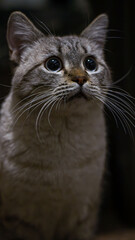 Curious tabby cat gazing upwards in dim light