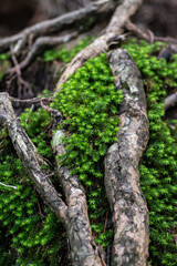 生命力あふれる木の根と苔	