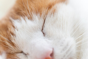 窓辺で眠る可愛い猫　茶トラ白