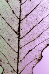 Fototapeta premium 透ける葉の葉脈 スケルトンリーフ