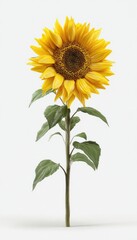 Obraz premium Closeup of a Yellow Sunflower with Water Droplets on White Background
