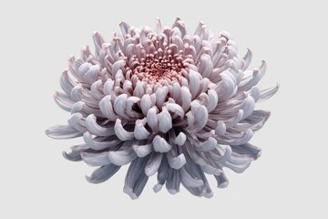 Delicate Light Gray Chrysanthemum with Reddish Brown Center