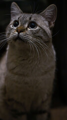 Grey tabby cat looking up against dark background
