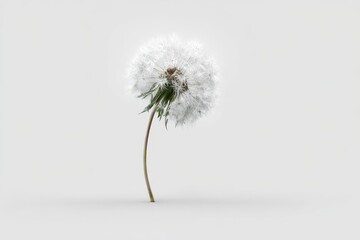 Digital Dandelion White Seed Head, Green Stem, Light Grey Background