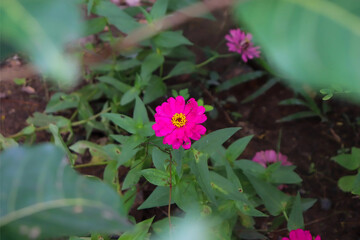 Close-up photo of a pink zinnia flower with a bright yellow center blooming in the garden,...
