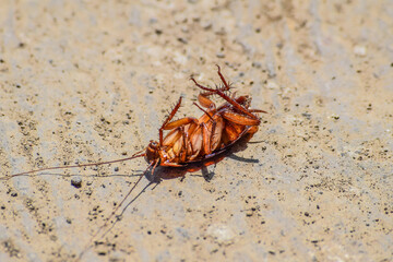 Close up view of dead cockroach on the floor. died. grey, gray, cement.