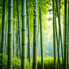 Obraz premium Lush bamboo forest