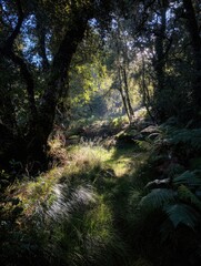 Fototapeta premium Sunlight streams through a lush forest path