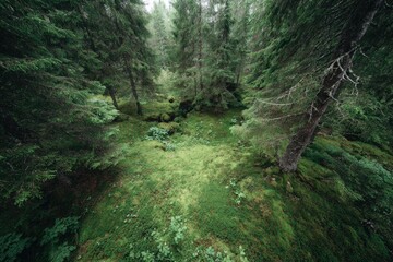 Obraz premium Lush forest floor, dense trees, mossy ground