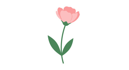 Fototapeta premium A single delicate pink flower with green leaves on a white background illustration