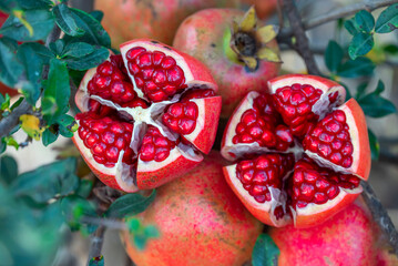 Fresh sweet slice pomegranates fruit with pomegranate plant background