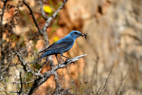 M&auml;nnliche Blaumerle mit Futter im Schnabel // Blue rock thrush - male (Monticola solitarius) - Peloponnes, Griechenland