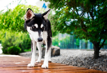 Alaskan Klee Kai dog stands on a bench near a tree. He looks attentively and sniffs something. The...