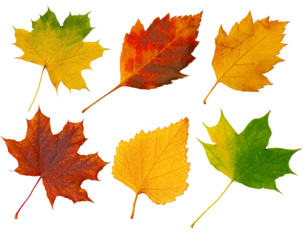 Six colorful autumn leaves falling on transparent background
