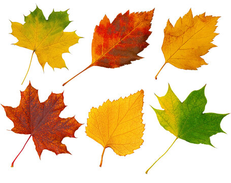 Six colorful autumn leaves falling on transparent background