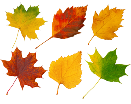 Six colorful autumn leaves falling on transparent background
