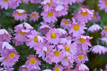 Obraz premium blooming chrysanthemums covered with snow