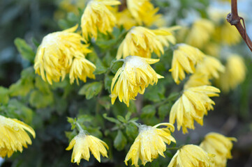 blooming chrysanthemums covered with snow