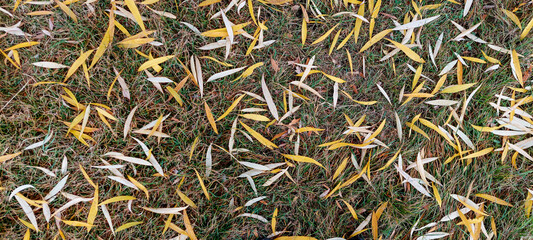 An overhead view of vibrant yellow and pale autumn leaves randomly scattered on a lush green grass lawn. The mix of colors and textures creates a beautiful seasonal carpet.