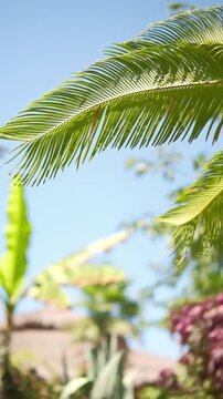 Close-up view of palm tree leaves gently swaying with a tropical beach bar visible in the background. relaxing sunny summer atmosphere, perfect for travel, holiday, tropical vacation content.