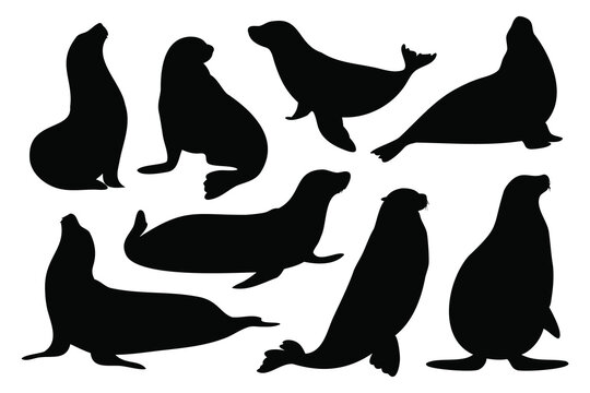 Seal animal silhouettes set isolated flat vector illustration on white background