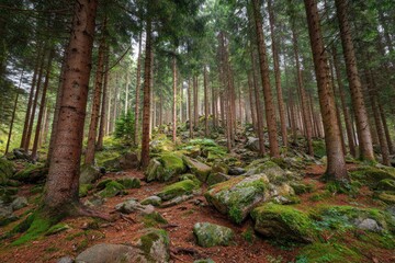 Dense forest with towering trees and rocky ground