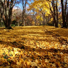 Golden autumn leaves carpet