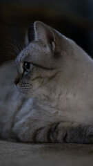 Side profile of grey tabby cat indoors