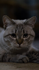 Blue-eyed tabby cat resting with direct gaze