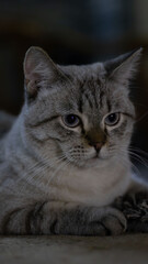 Relaxed grey tabby cat lying down indoors