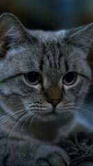 Close-up of grey tabby cat with intense gaze