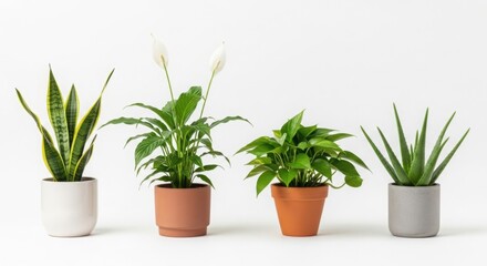 Fototapeta premium Four different potted houseplants arranged in a row against a white background