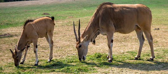 Eland Antelope Grazing in Grassland with Their Young