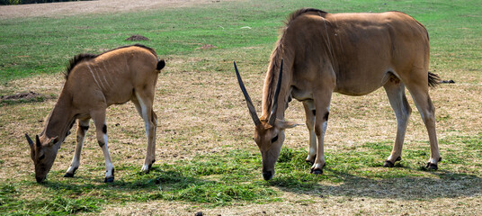 Two Antelopes Grazing on a Lush Green Grass Field in Open Nature