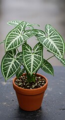 Obraz premium A potted alocasia zebrina plant with striking green and white striped leaves