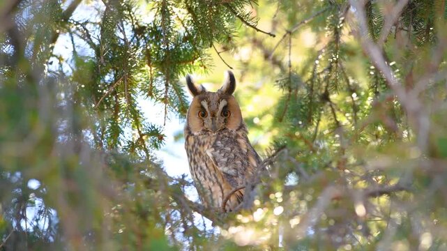 Long Eared Owl
