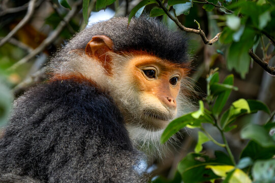 Red-shanked Douc Langur - Pygathrix nemaeus, beautiful unique colored primate endemic to tropical forests of Southeast Asia, Son Tra, Vietnam.