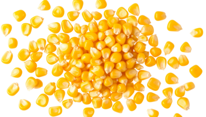 Raw corn grains on transparent background isolated on transparent background, PNG