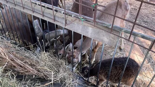 Pecore che mangiano fieno