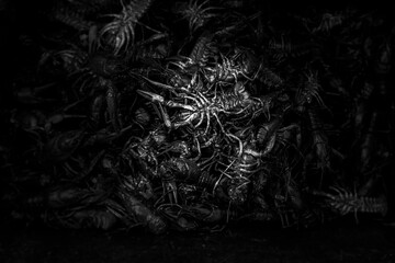Crayfish freshly caught in the pond