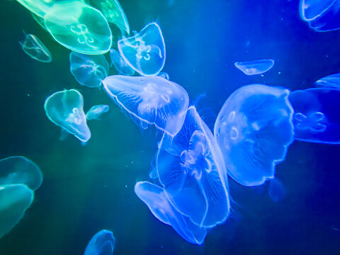 Luminous Moon Jellyfish in an Aquarium