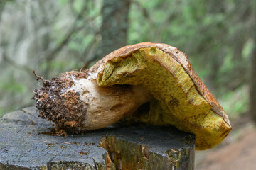 Decaying Mushroom on Tree Stump in Forest Environment