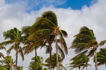 Hurricane in Florida. Palm tree in hurricane weather. Tropical beach in Miami. Tropical windy...